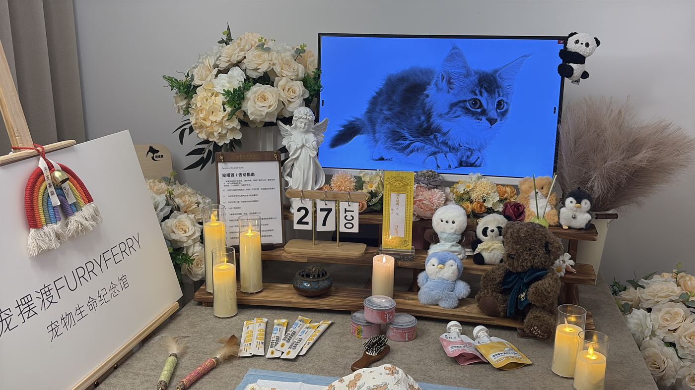 猫咪离世后怎么办？绍兴猫主子告别指南